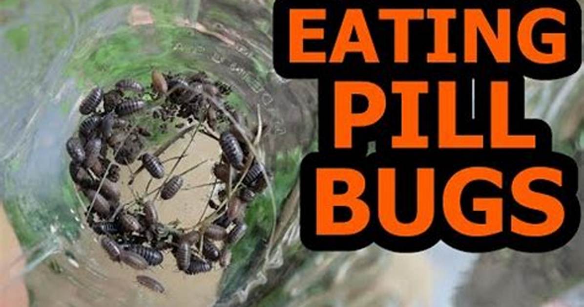 Do Pill Bugs Eat Ants?