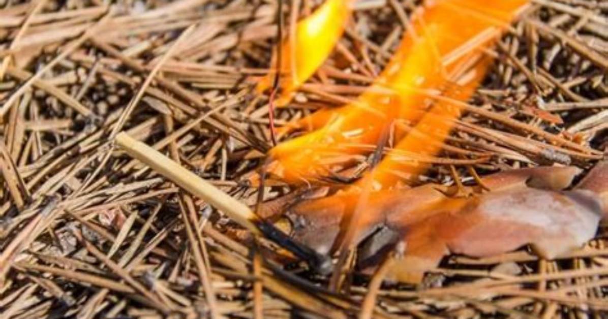 Do Pine Needles Burn?