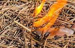 Do Pine Needles Burn?