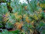 Do Pine Trees Acidify Soil