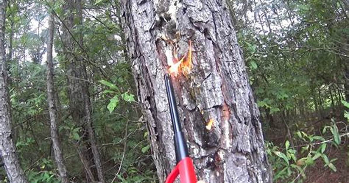 Do Pine Trees Catch Fire
