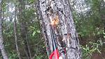 Do Pine Trees Catch Fire