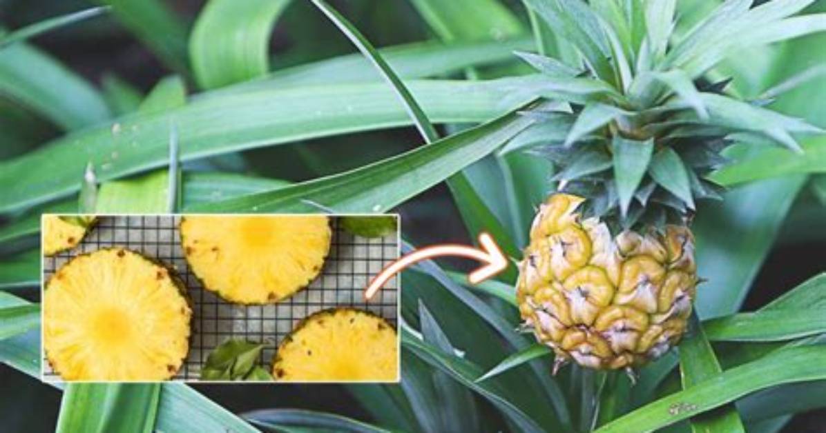 Do Pineapple Have Seeds?