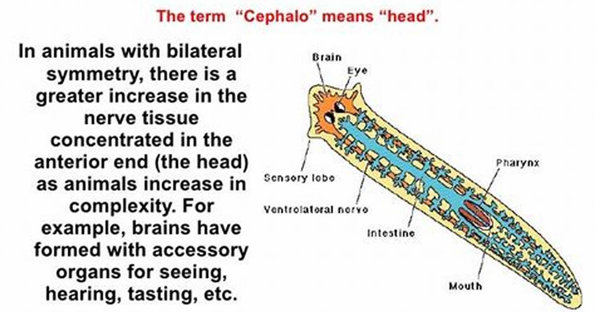 Do Planarians Have Cephalization?