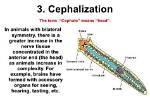 Do Planarians Have Cephalization?