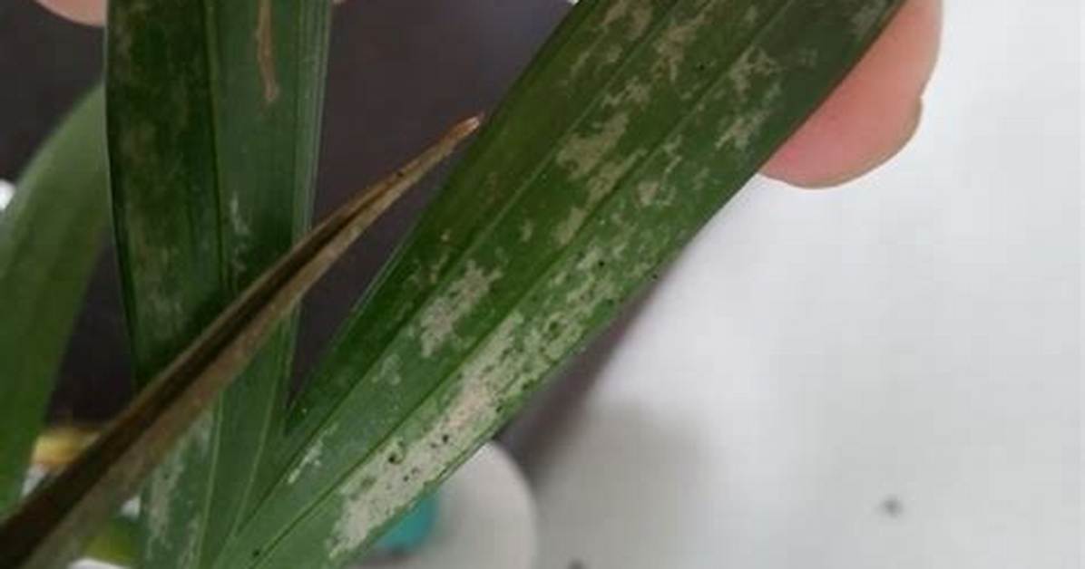 Do Plants Have Pores