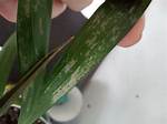 Do Plants Have Pores