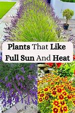 Do Plants Like Full Sun?