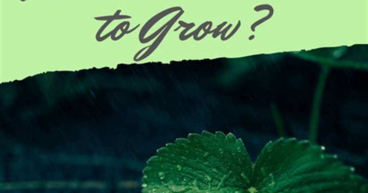 Do Plants Need Darkness?