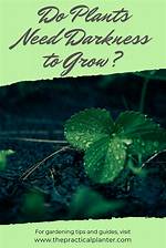 Do Plants Need Darkness?