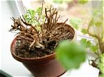 Do Plants Need Dormancy?