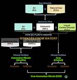Do Plants Reduce Nitrates