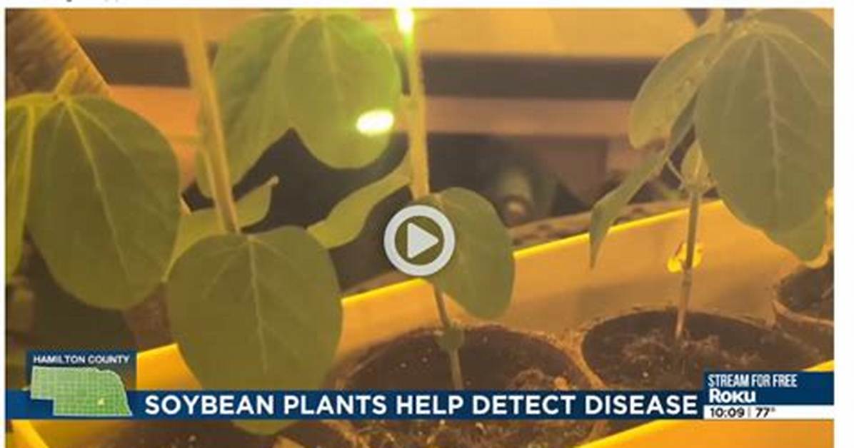 Do Plants Speak