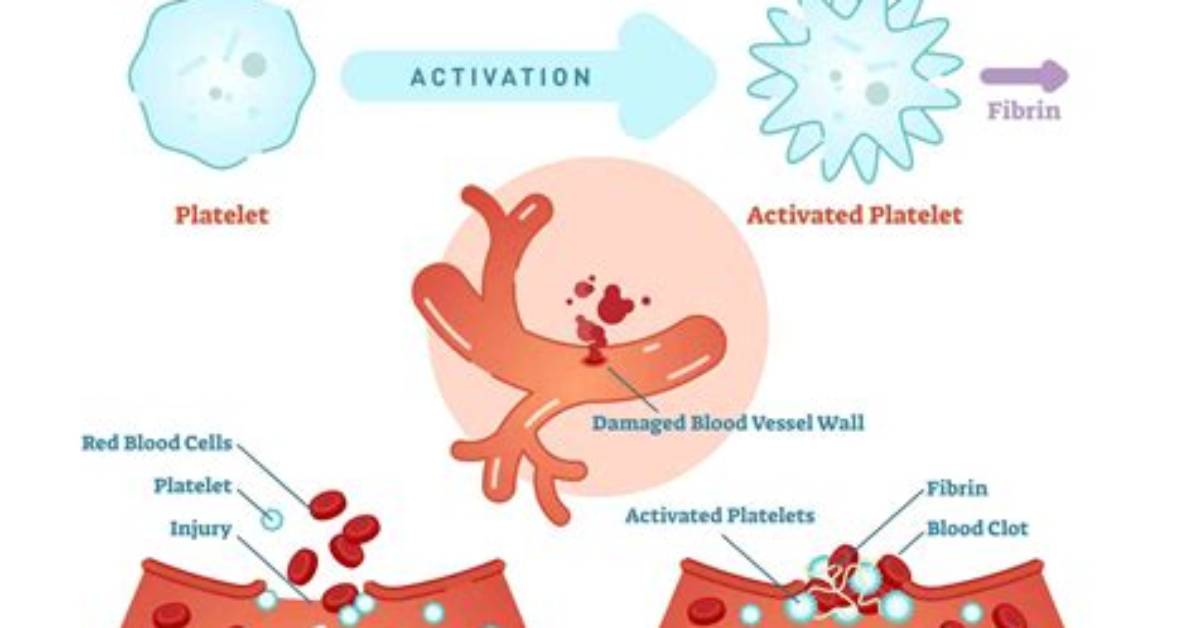 Do Platelets Contain Thrombin?