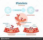 Do Platelets Decrease in Typhoid?
