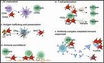 Do Platelets Internalize and Destroy Bacteria?