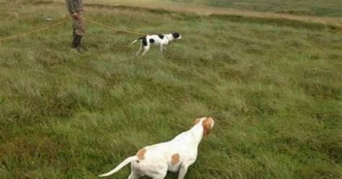 Do Pointing Dogs Retrieve?