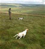 Do Pointing Dogs Retrieve?