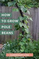 Do Pole Beans Have Strings