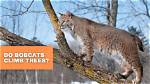 Do Polecats Climb Trees?