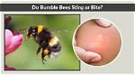 Do Pollinating Bees Sting