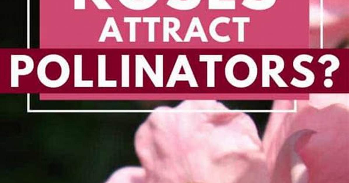 Do Pollinators Like Roses?