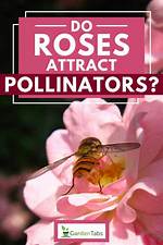 Do Pollinators Like Roses?