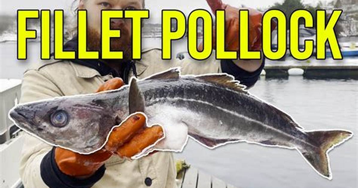 Do Pollock Have Teeth?