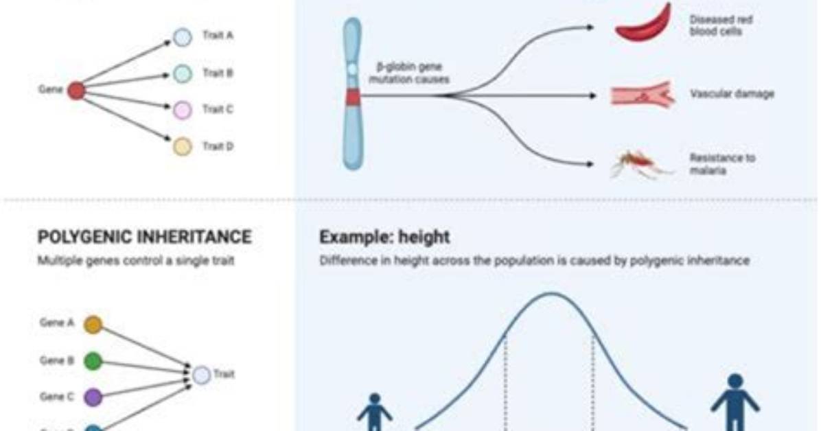 Do Polygenic Traits Vary?