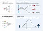 Do Polygenic Traits Vary?