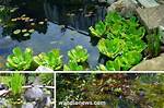 Do Ponds Need Plants