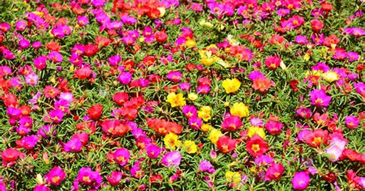 Do Portulaca Spread