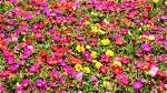 Do Portulaca Spread