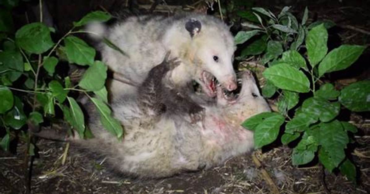 Do Possums Attack Humans
