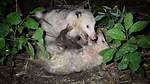 Do Possums Attack Humans