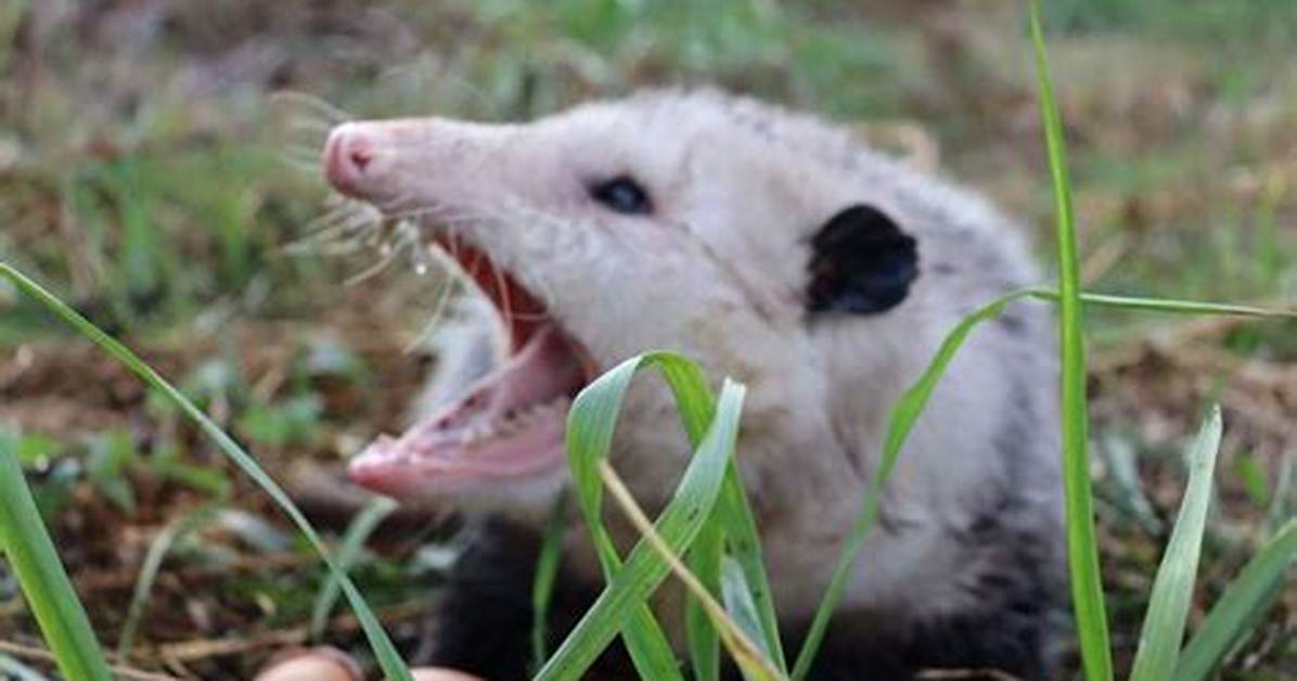 Do Possums Bite