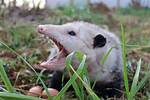 Do Possums Bite