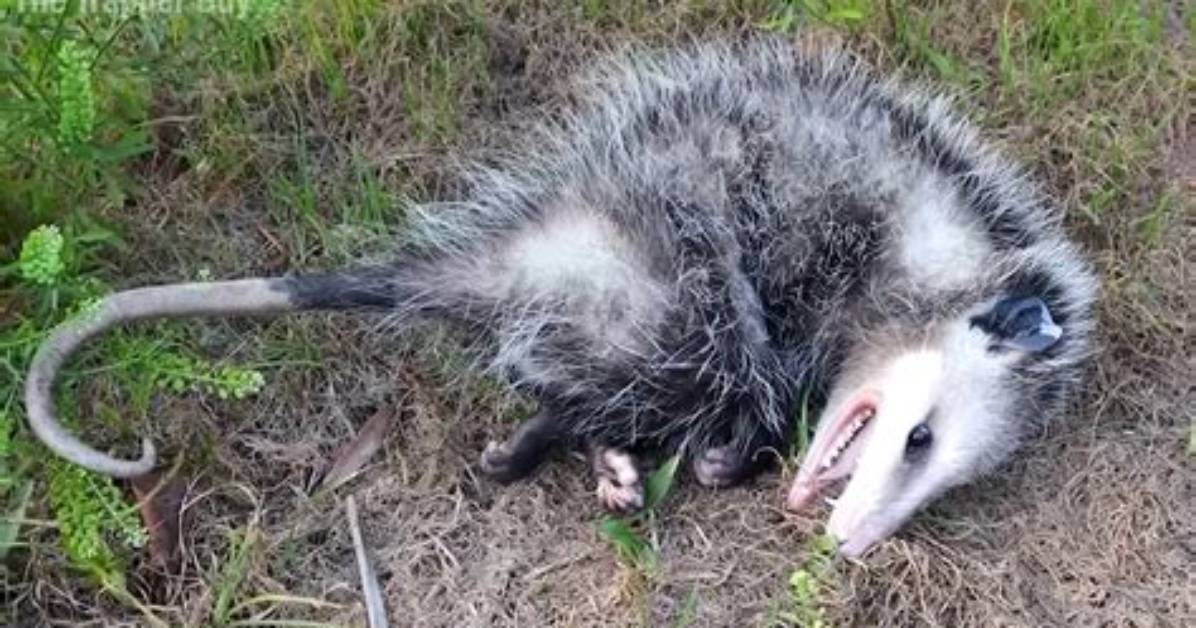 Do Possums Play Dead?