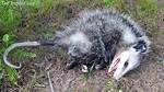 Do Possums Play Dead?