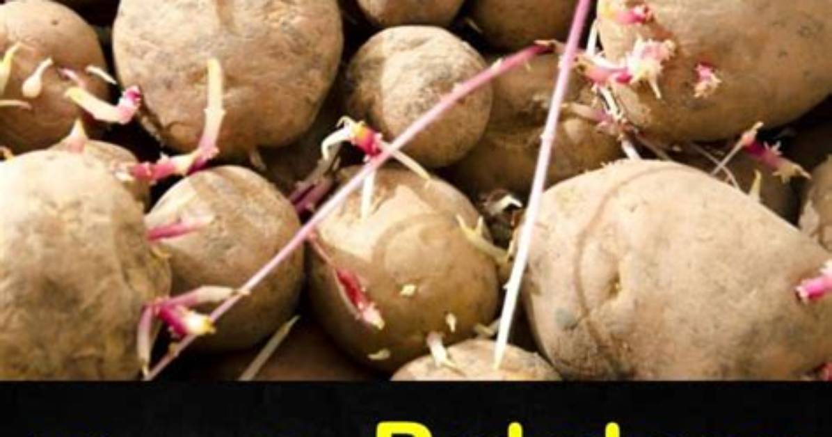 Do Potatoes Go Bad?