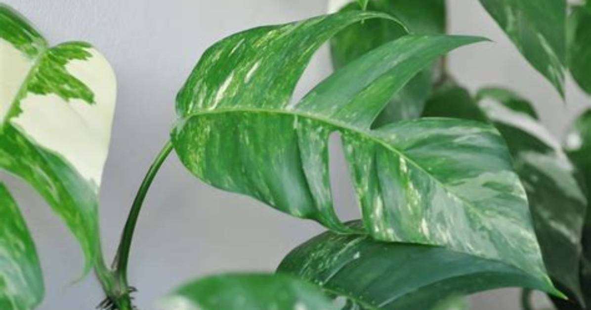Do Pothos Get Fenestrations?