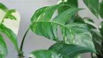 Do Pothos Get Fenestrations?
