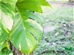 Do Pothos Leaves Split