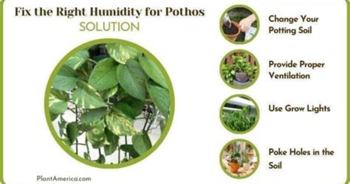 Do Pothos Like Humidity
