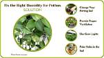 Do Pothos Like Humidity