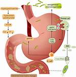 Do Ppis Kill Good Bacteria?