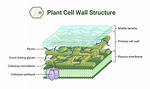 Do Pplo Have Cell Wall?