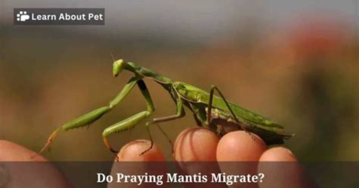 Do Praying Mantis Migrate?
