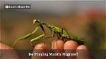Do Praying Mantis Migrate?