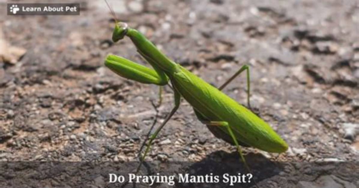 Do Praying Mantis Spit?